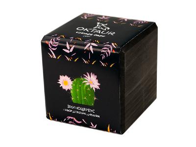 Набор для выращивания Small village cube Эхиноцереус