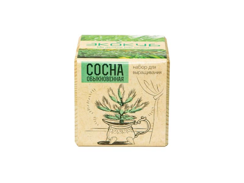 Набор для выращивания Сосна обыкновенная