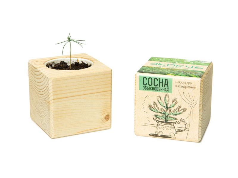 Набор для выращивания Сосна обыкновенная