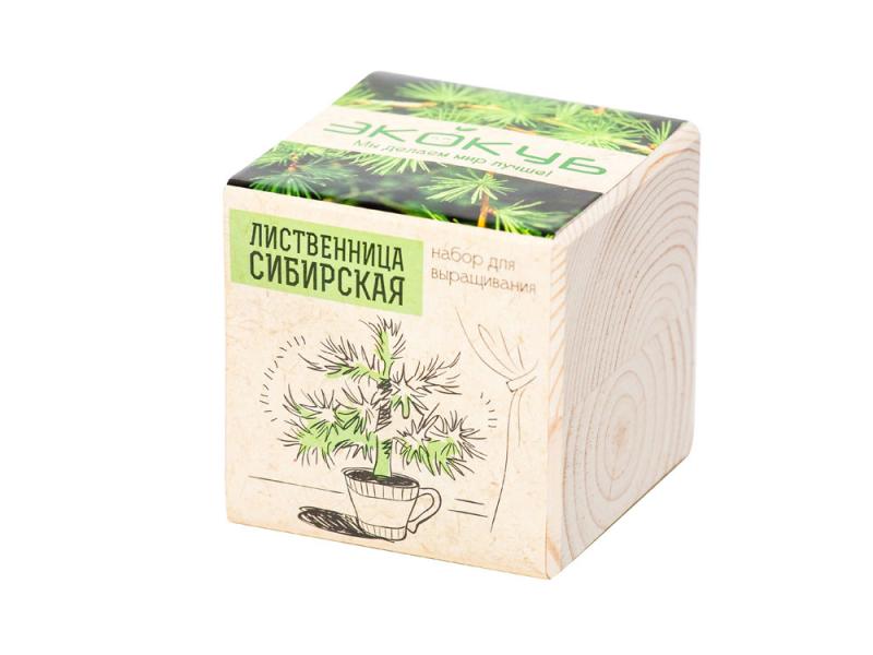 Набор для выращивания Лиственница Сибирская